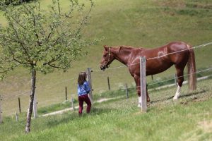 Photo horse, girl