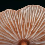 Exploring Psilocybe ovoideocystidiata: A Fascinating Fungi