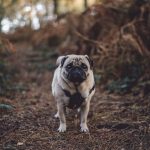 The Adorable Fat Pug: A Loveable Companion