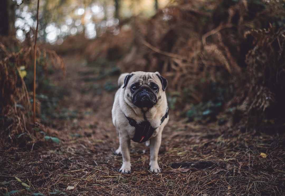 Photo Overweight pug